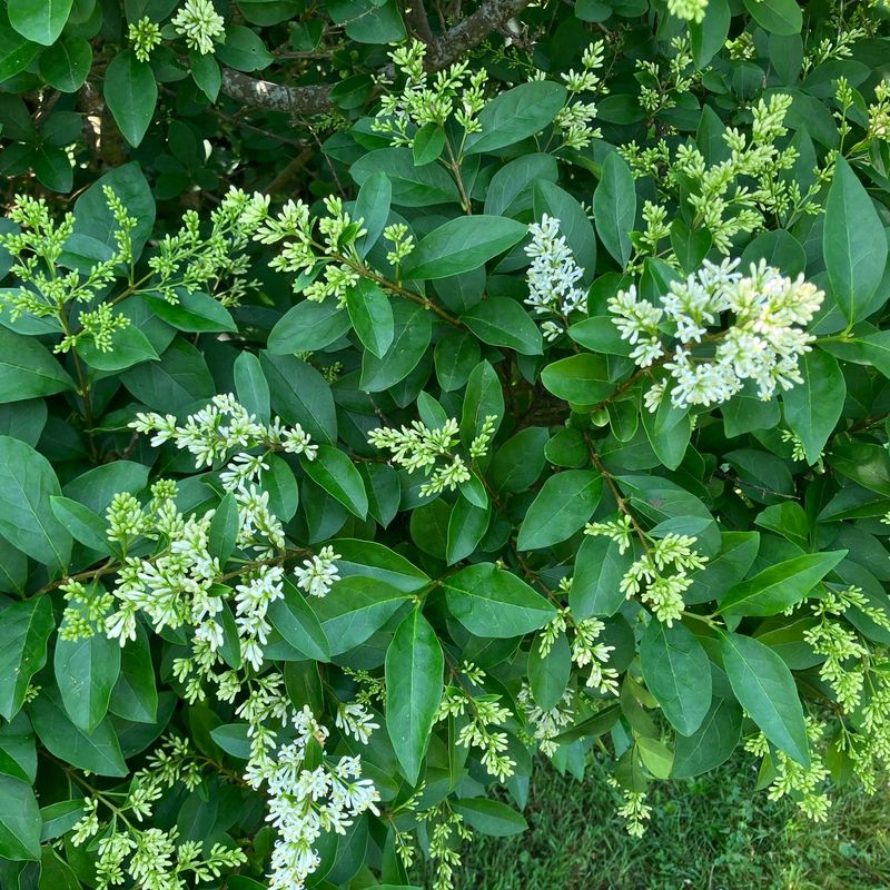 Ligustrum (Privet)
