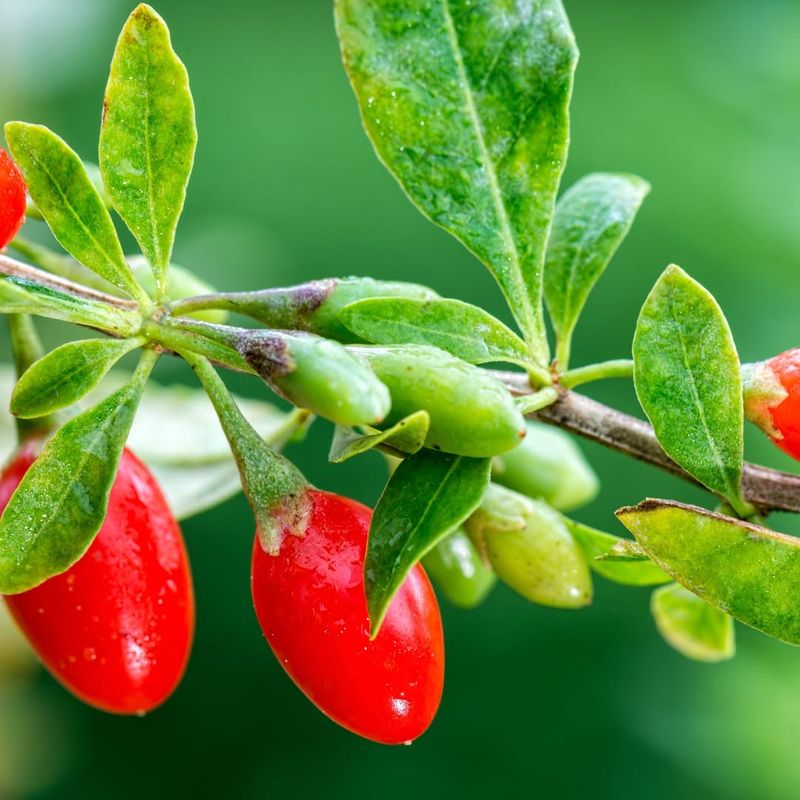 Goji Berry