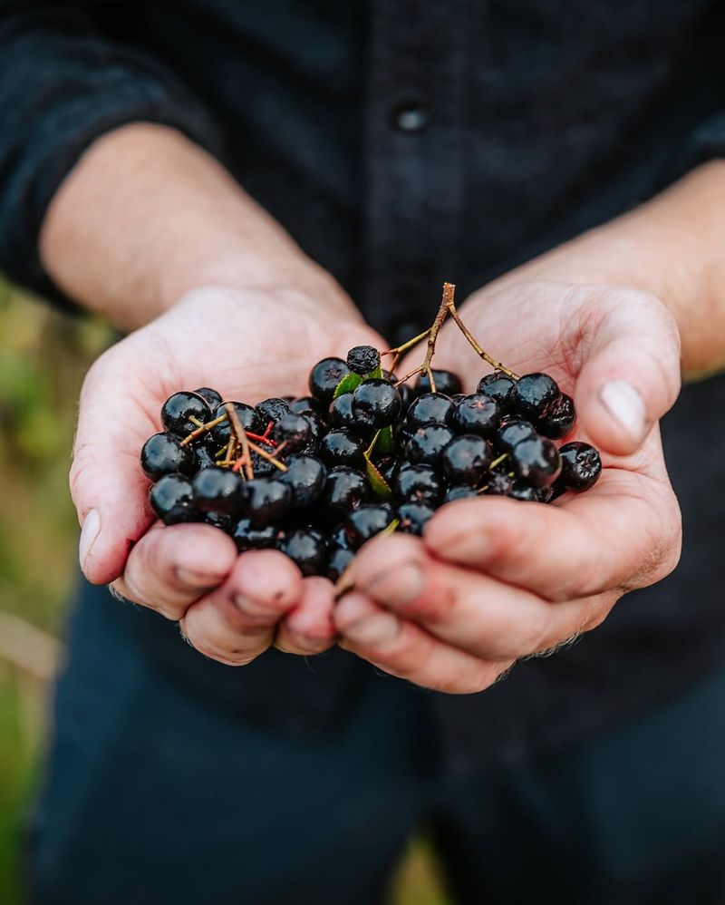 Aronia Berries