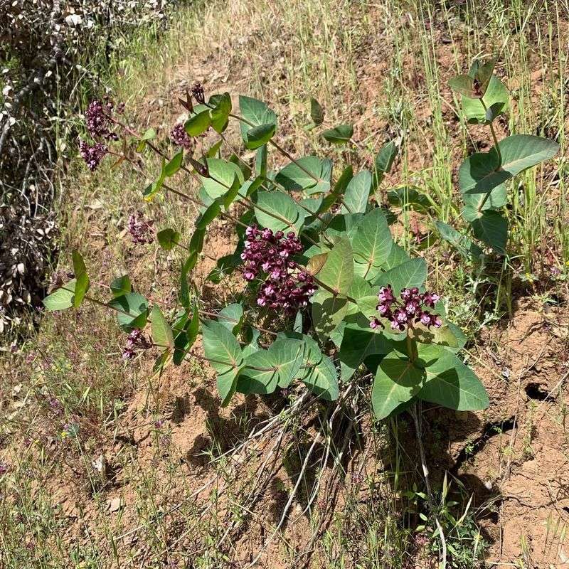 Heart-leaf Milkweed