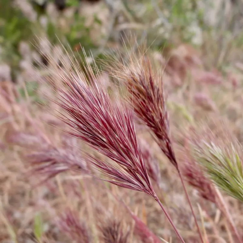 Red Brome (Bromus rubens)