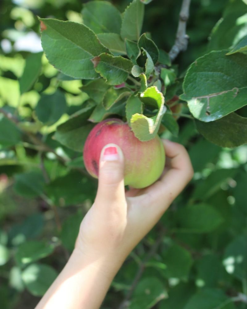 Pick-Your-Own Apple Orchards