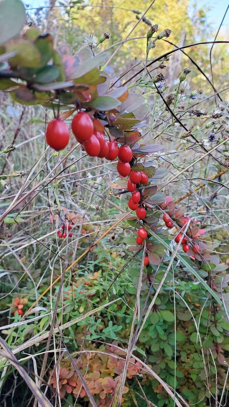 Barberry Spreads Aggressively Through Michigan Forests