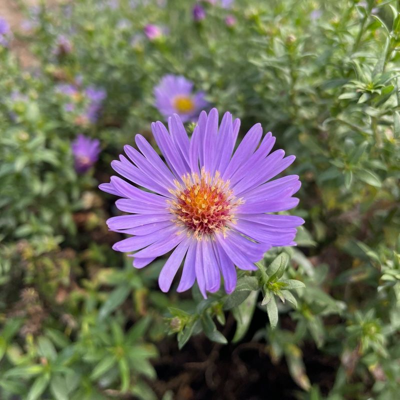 Different Aster Varieties Fit Every Garden Space