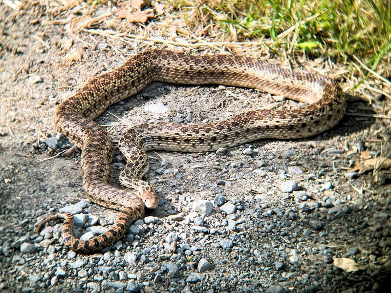 Gopher Snakes