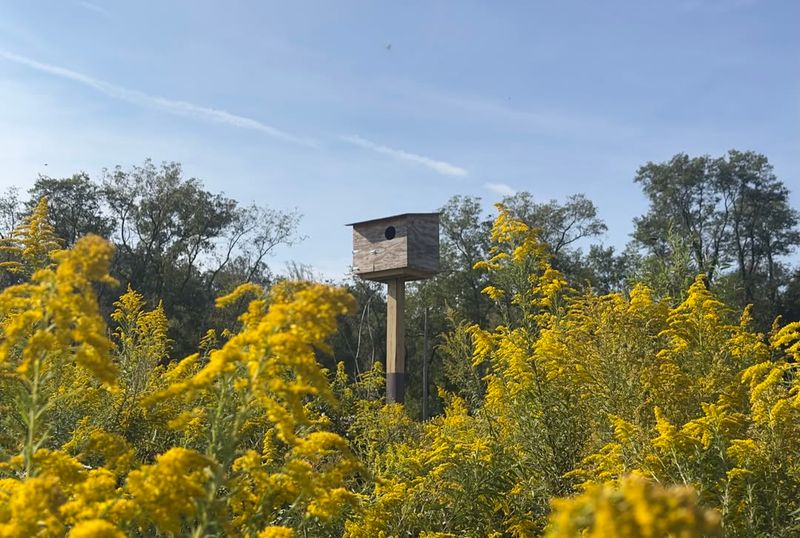 Over 100 Goldenrod Species Grow Across North America