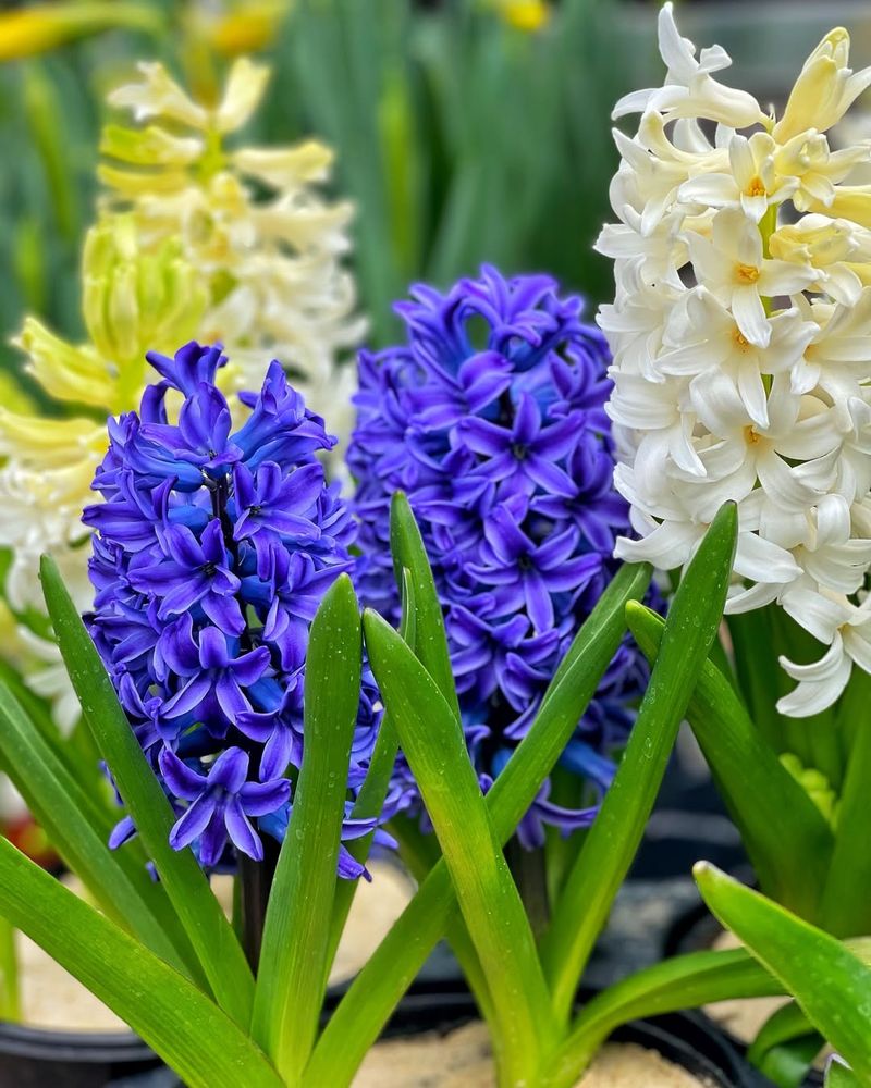 Spring Bulbs Welcome Fall Nutrients