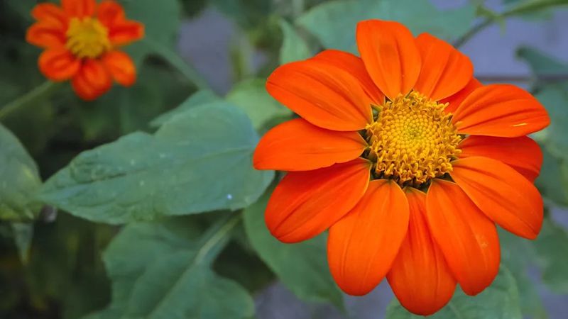 Versatile Mexican Sunflowers