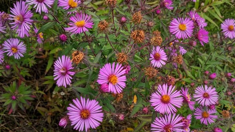 High Nectar Production
