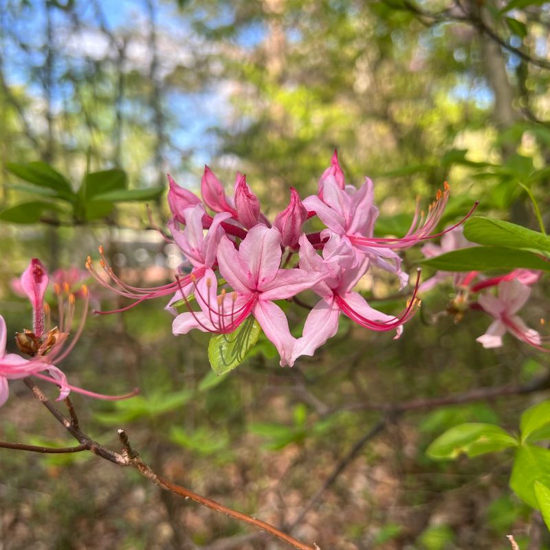 Stunning Pink Blooms Arrive Early In Spring
