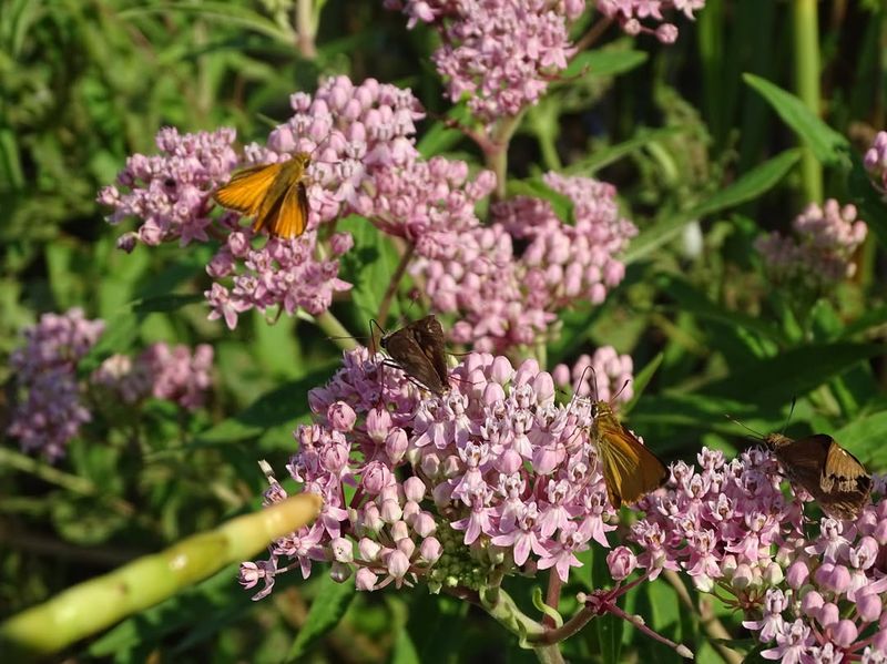 Blooms Arrive at Migration Peak
