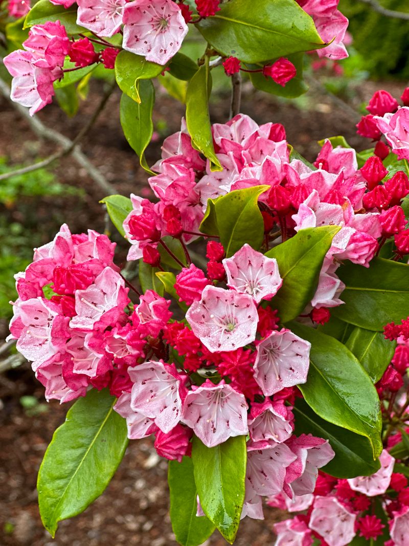 Attracts Pollinators to Your Garden