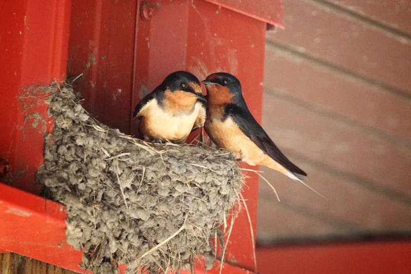 Nesting Swallows On Home Structures