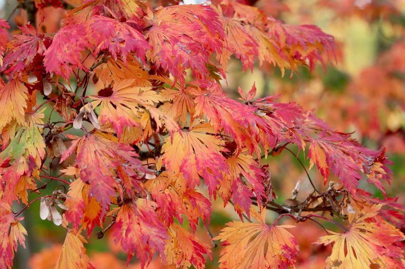 Abundant Trees Mean Consistent Resources