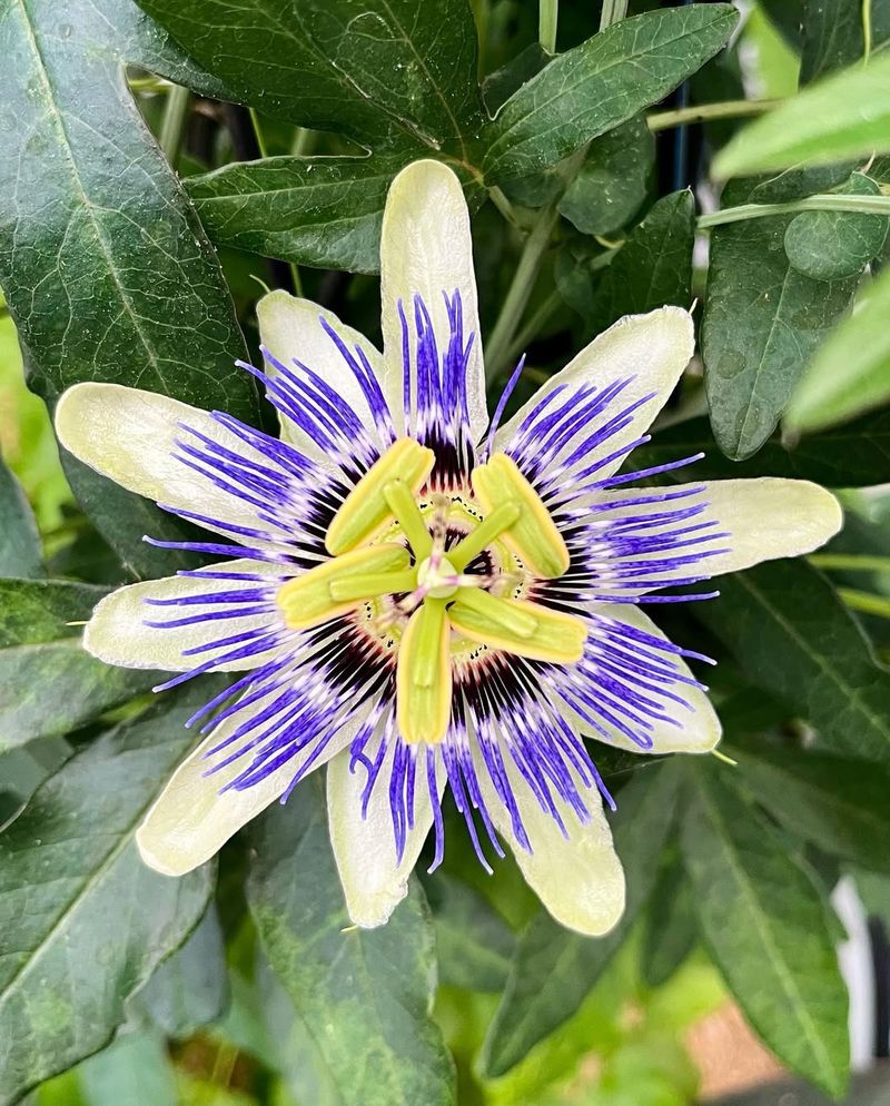 Intricate Blooms Look Like Alien Spacecraft