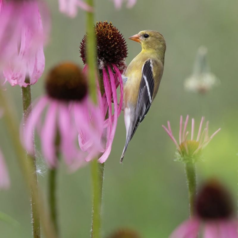Seeds Provide Winter Food For Migrating And Resident Birds