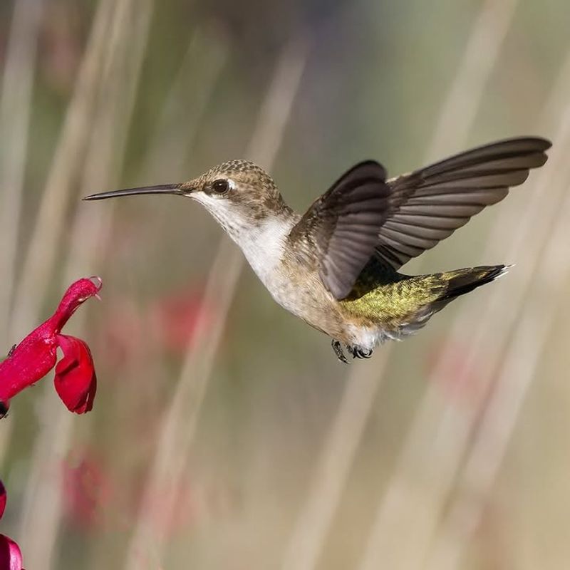Hummingbirds Can't Resist Those Tubular Blooms