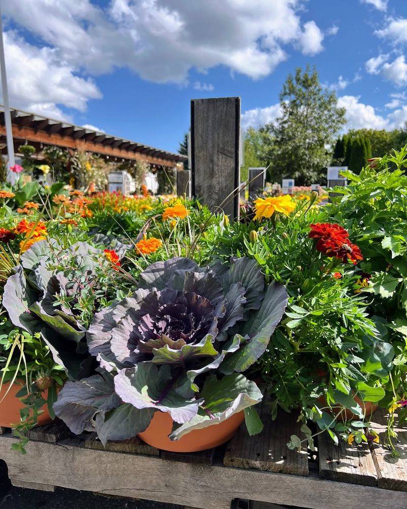 Vegetable Garden Beds