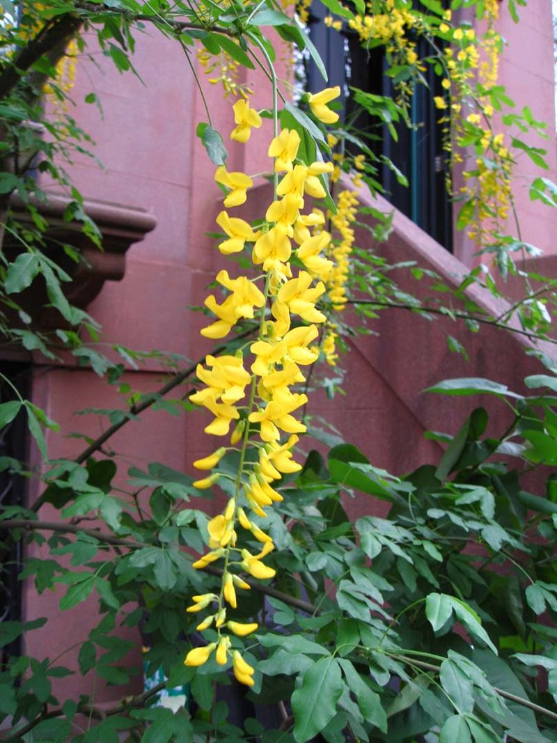 Bees Absolutely Love The Nectar-Rich Flowers