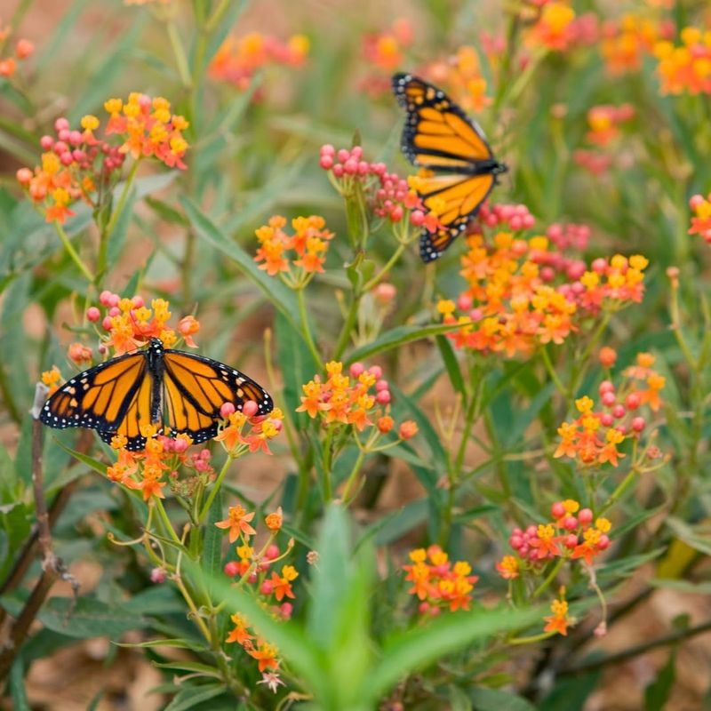 Monarch Butterflies Cannot Resist It