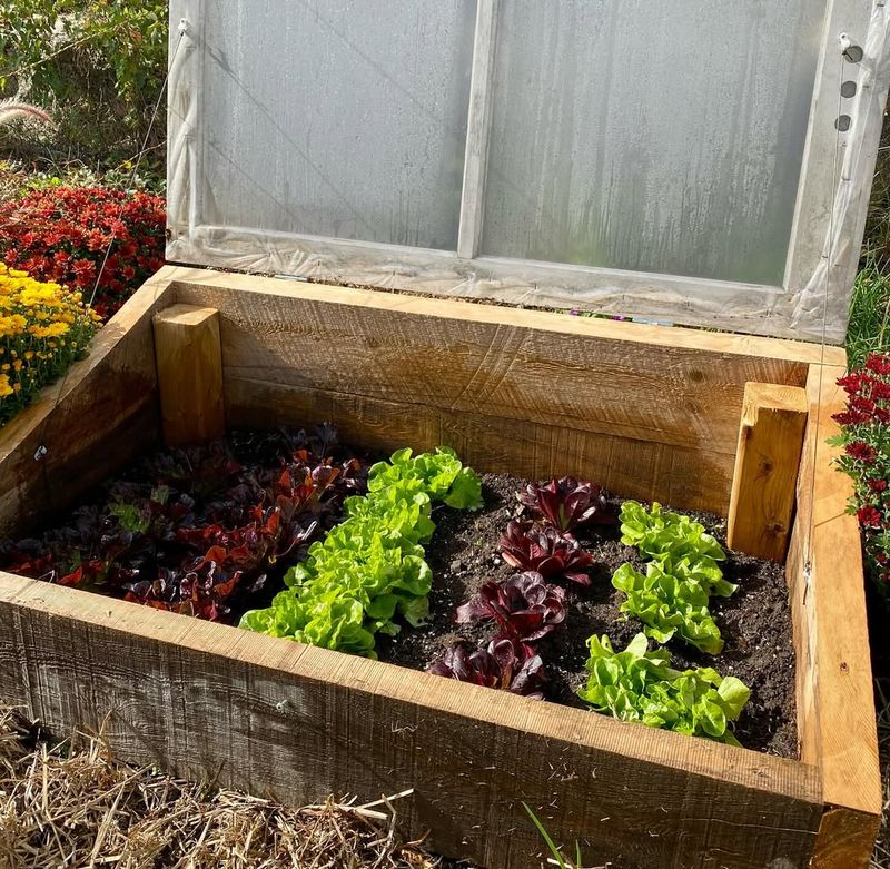 Cold Frame Vegetable Growing