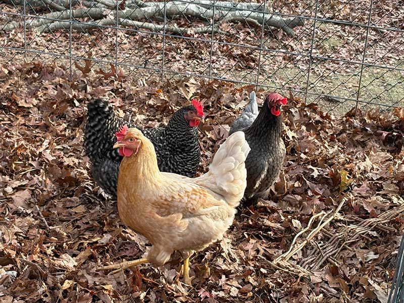 Compost Pile Boosters