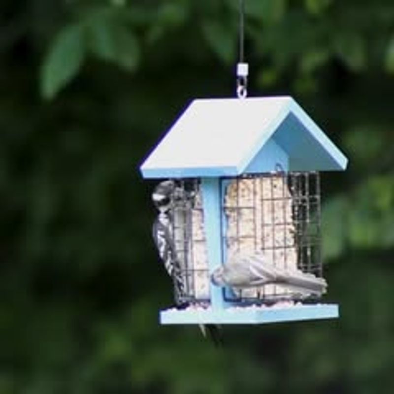 Resident Birds Visit Your Yard More Often