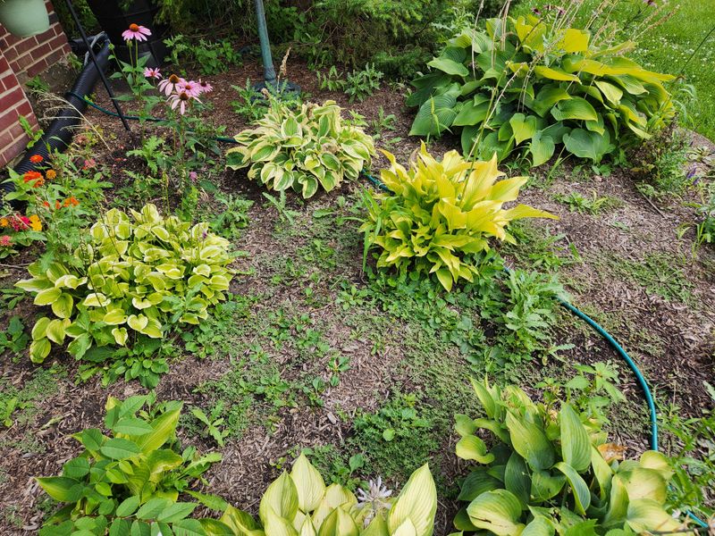 Free Mulch and Soil Improvement