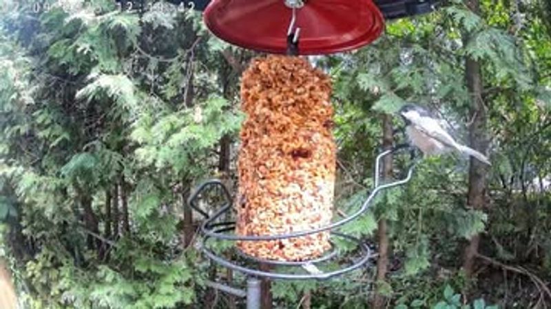 Wasps and Bees Take Over Completely