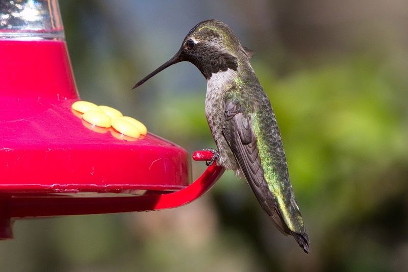 Never Take Down Feeders In California