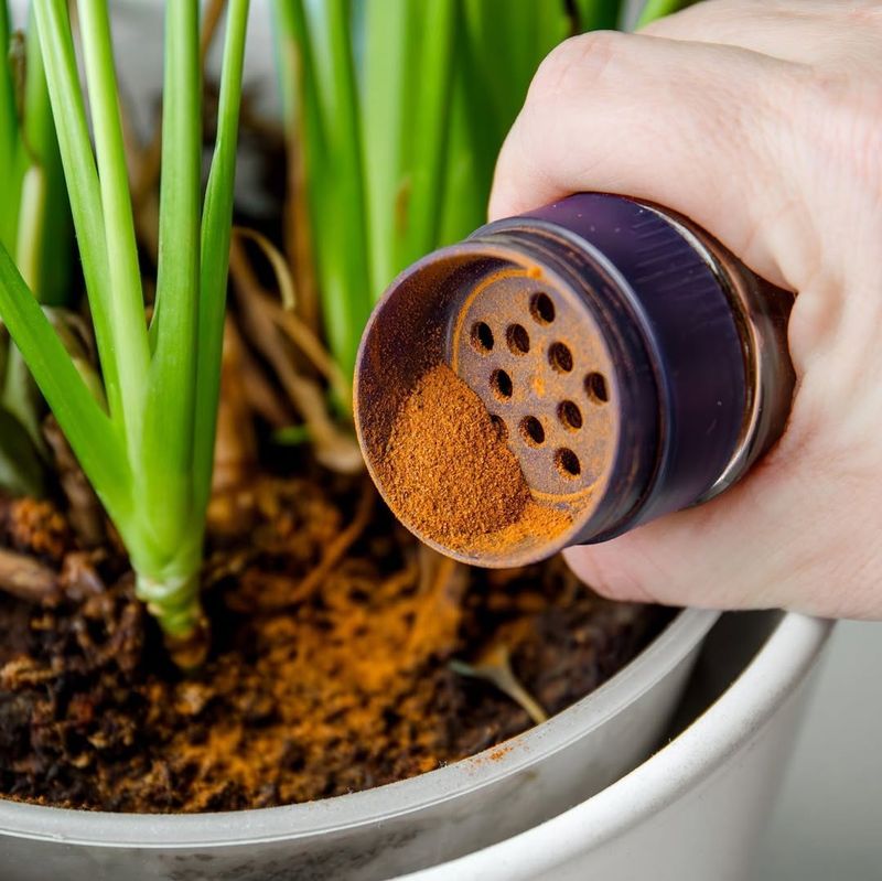 Keeps Ants Away From Plants