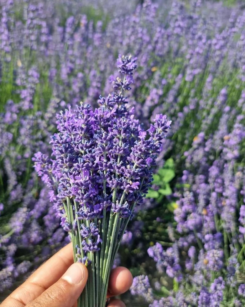 Gorgeous Purple Blooms All Summer Long
