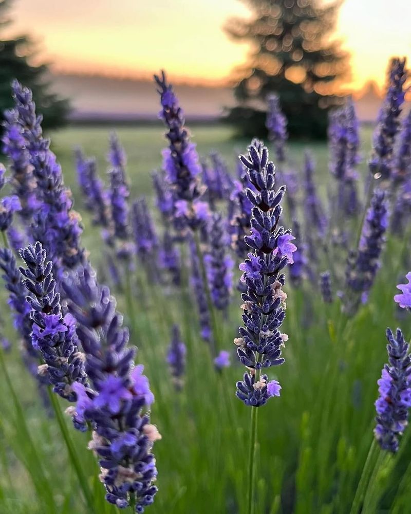 Calming Fragrance Creates Instant Relaxation