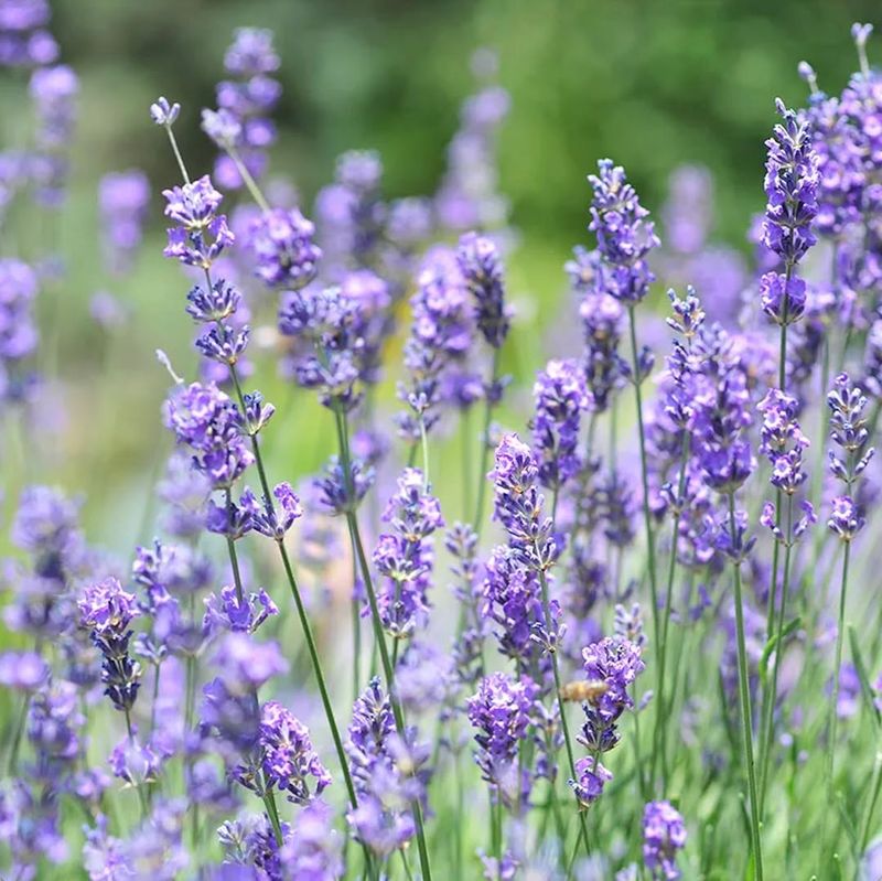 Thrives In Michigan Climate
