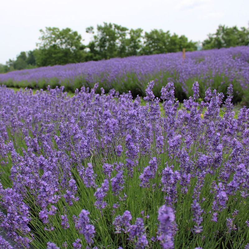 Beautiful Purple Blooms All Summer