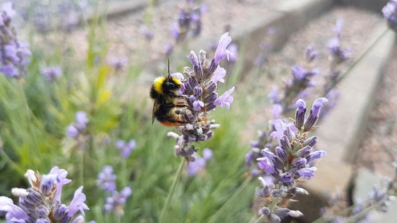 Attracts Beneficial Pollinators