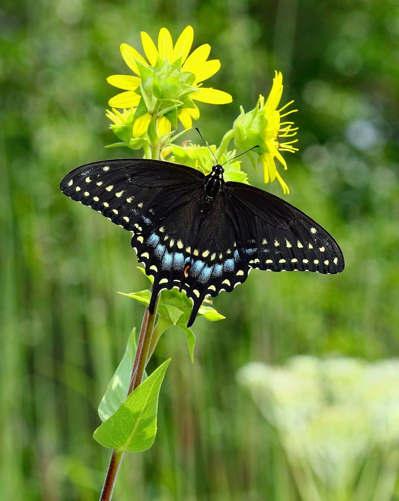 Butterflies And Beneficial Insects Love It