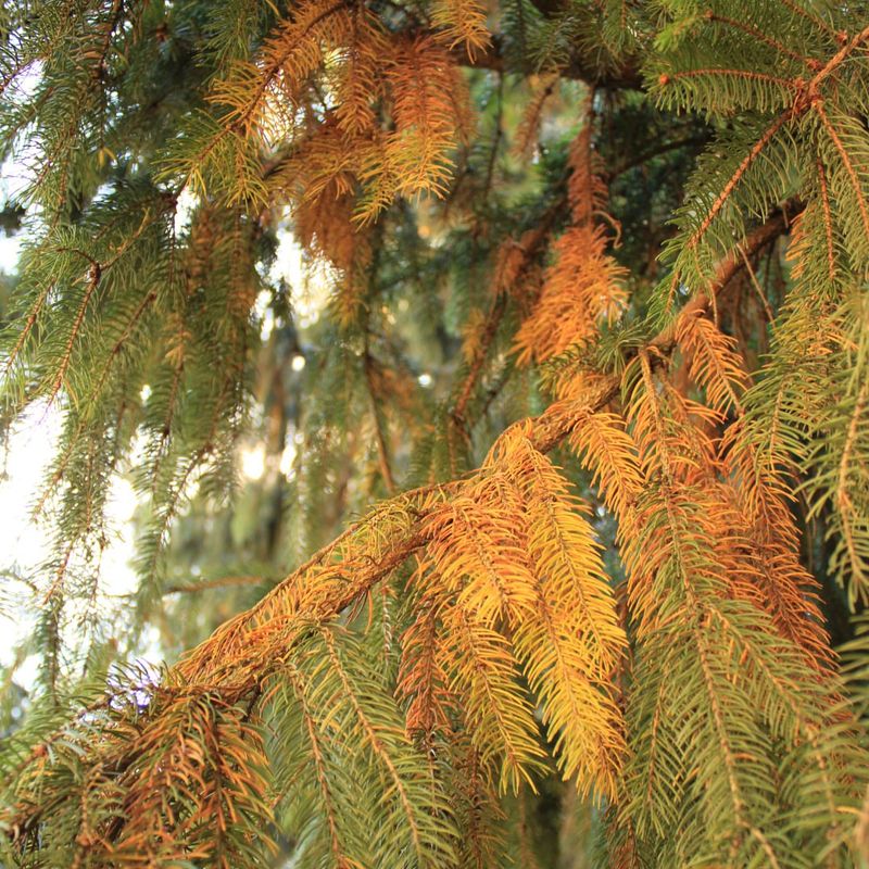 Drought Stress from Dry Conditions