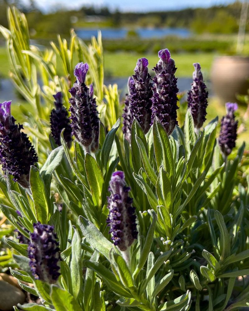 Gorgeous Purple Blooms Create Visual Appeal