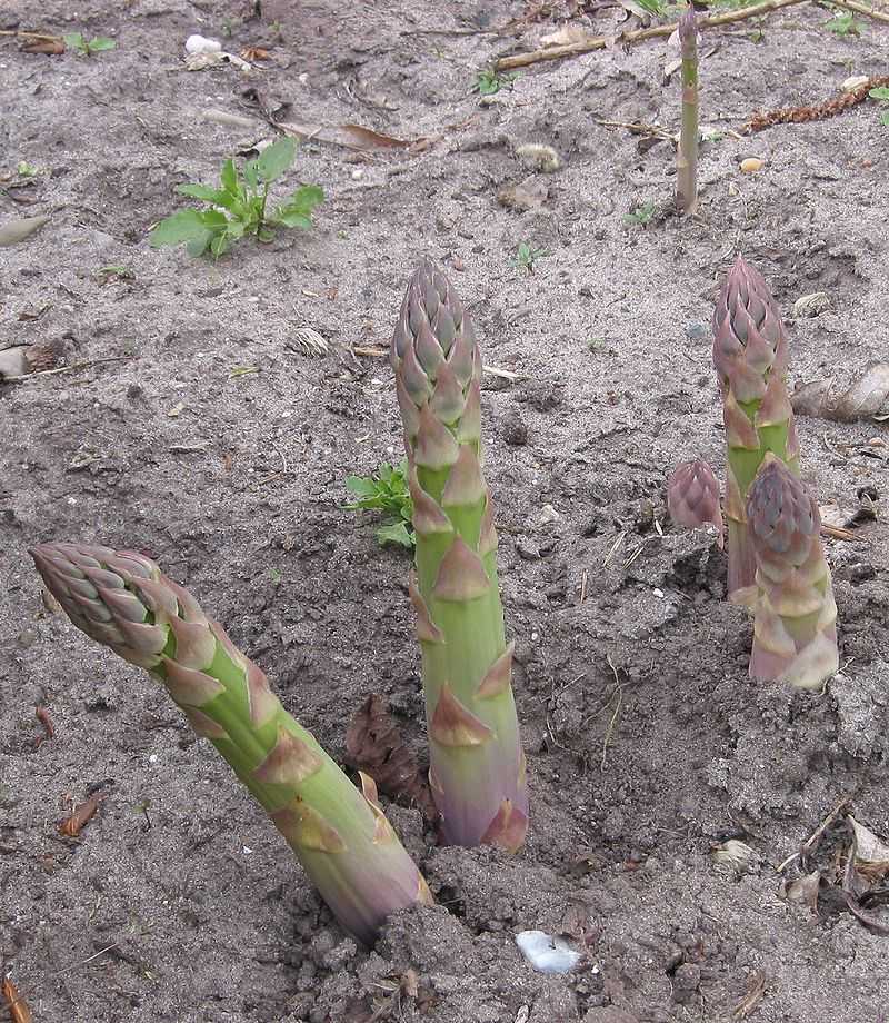 Soil Preparation Interrupts Beetle Cycles