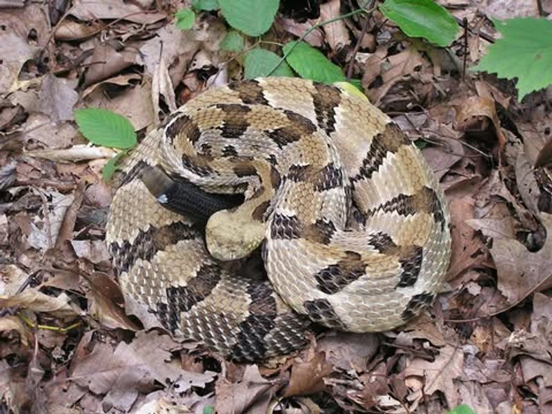 Venomous Snake Hunters