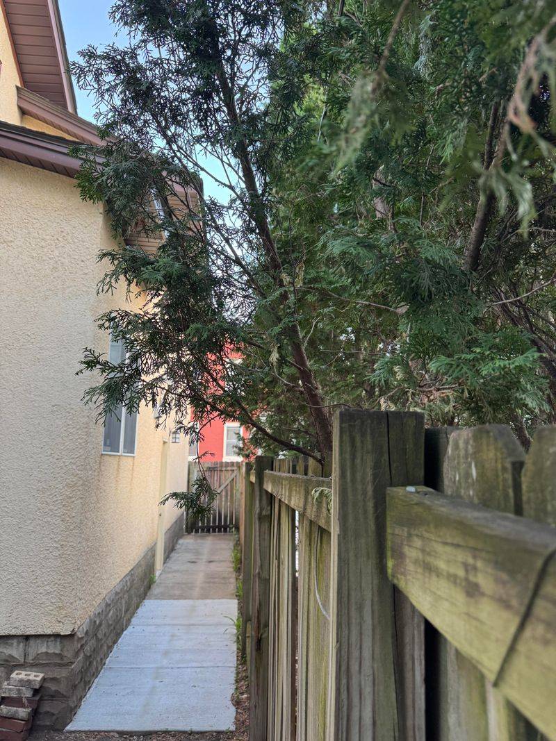 Trimming Branches That Hang Over Your Property