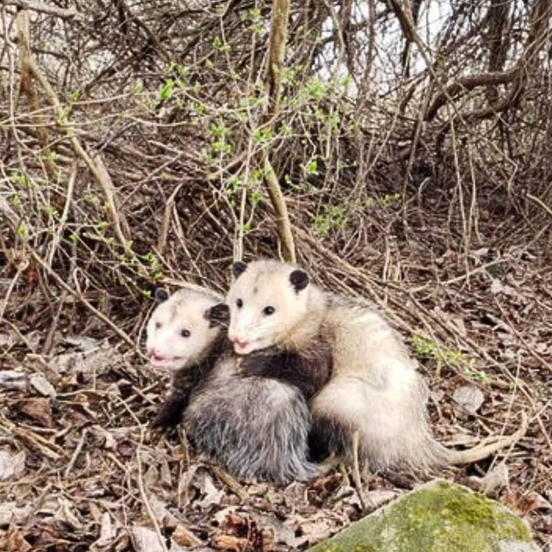 Snake Patrol On Duty