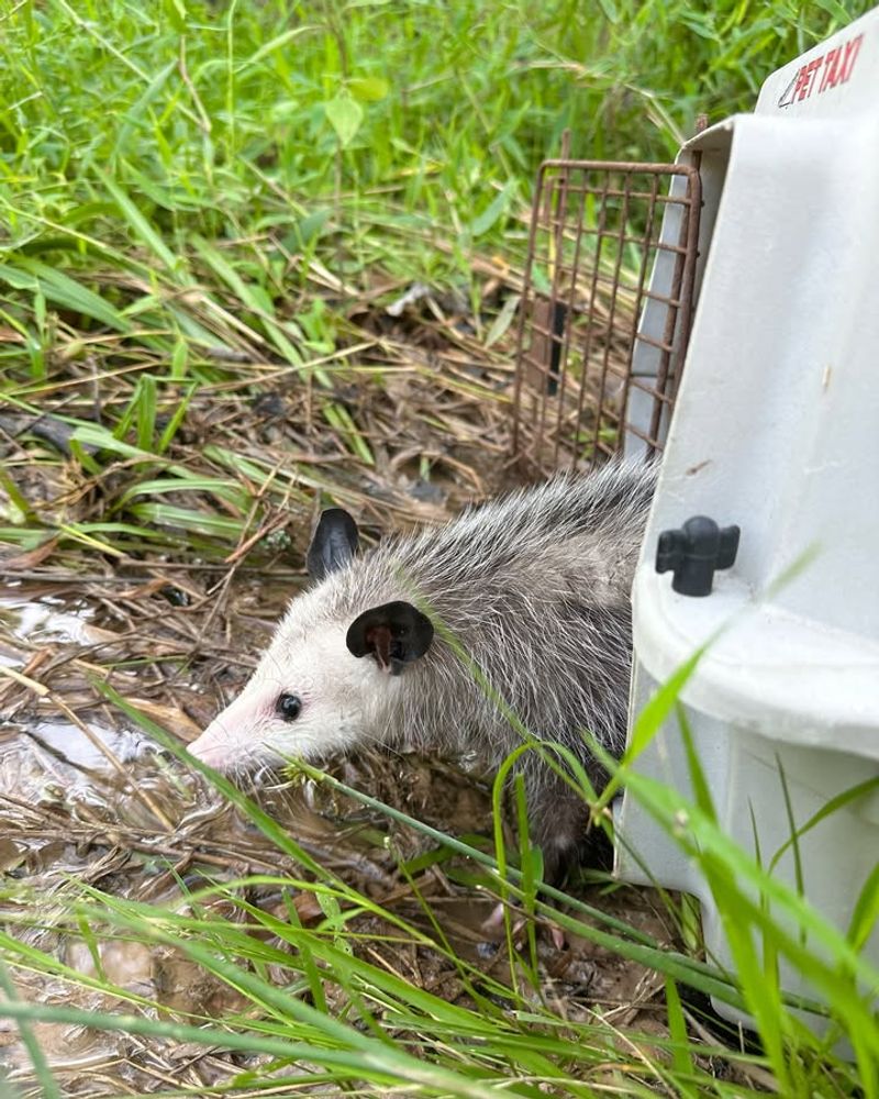Free Pest Control Service