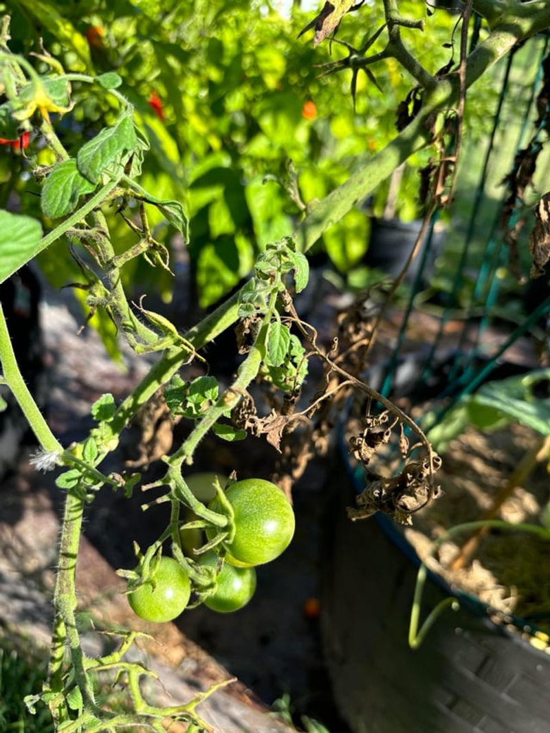 In Spots Where Diseased Tomatoes Grew Last Year