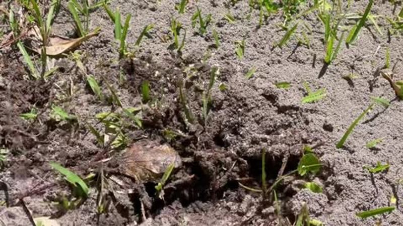 Areas With Fire Ant Mounds