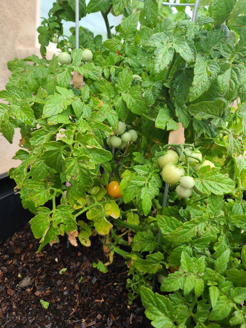 Right Against Your House Foundation