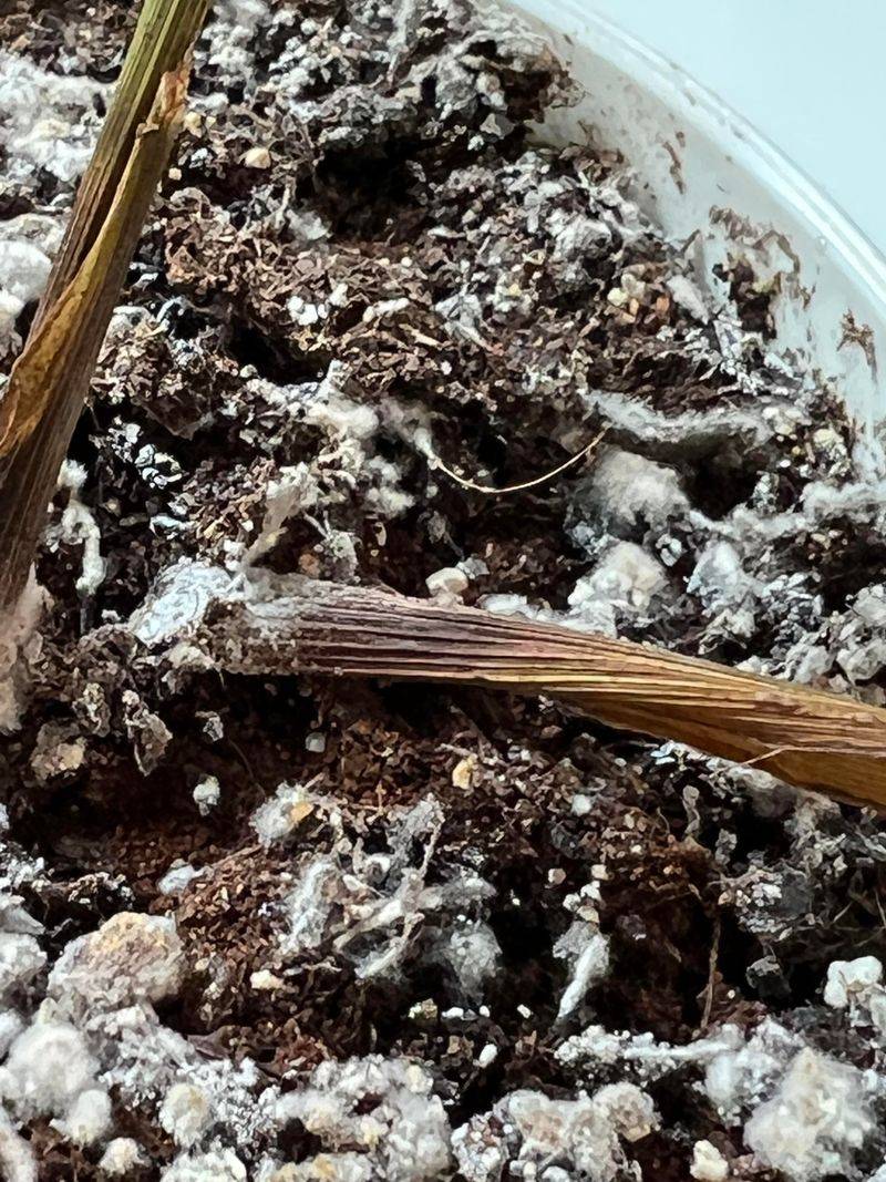 Heavily Salted Soil Areas