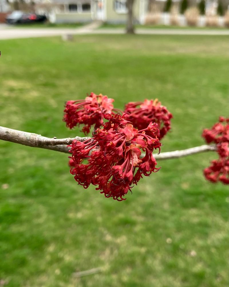 Small Flowers Pack A Nutritional Punch