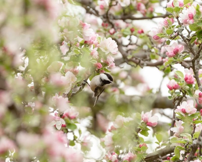 Shelter Among Dense Branches